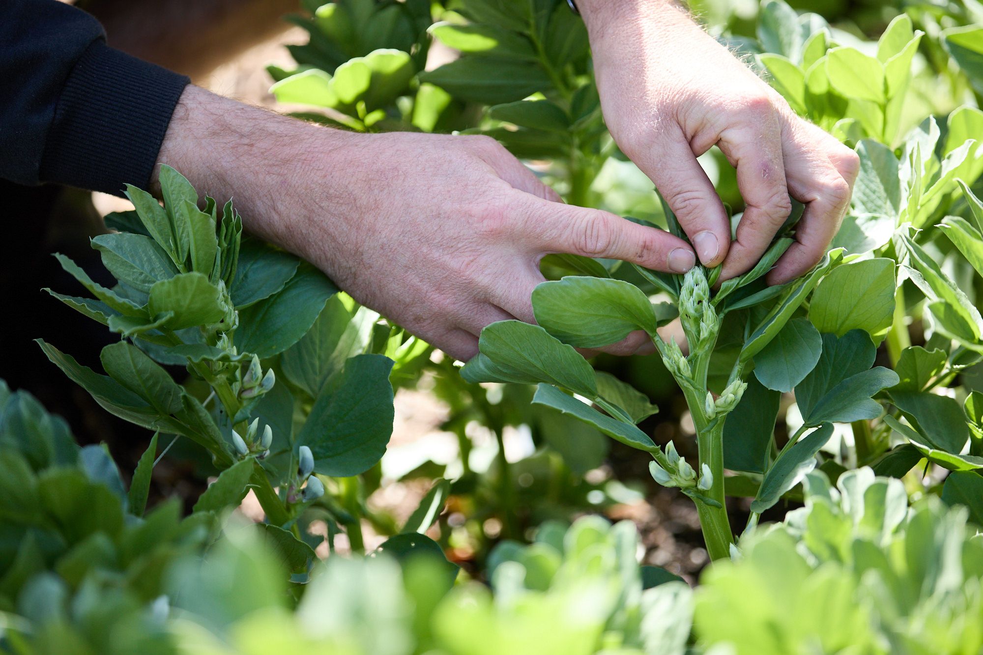 Hands gently inspect green bean plants in a sunlit garden, highlighting growth and care. The scene conveys a sense of nurturing and attentiveness.