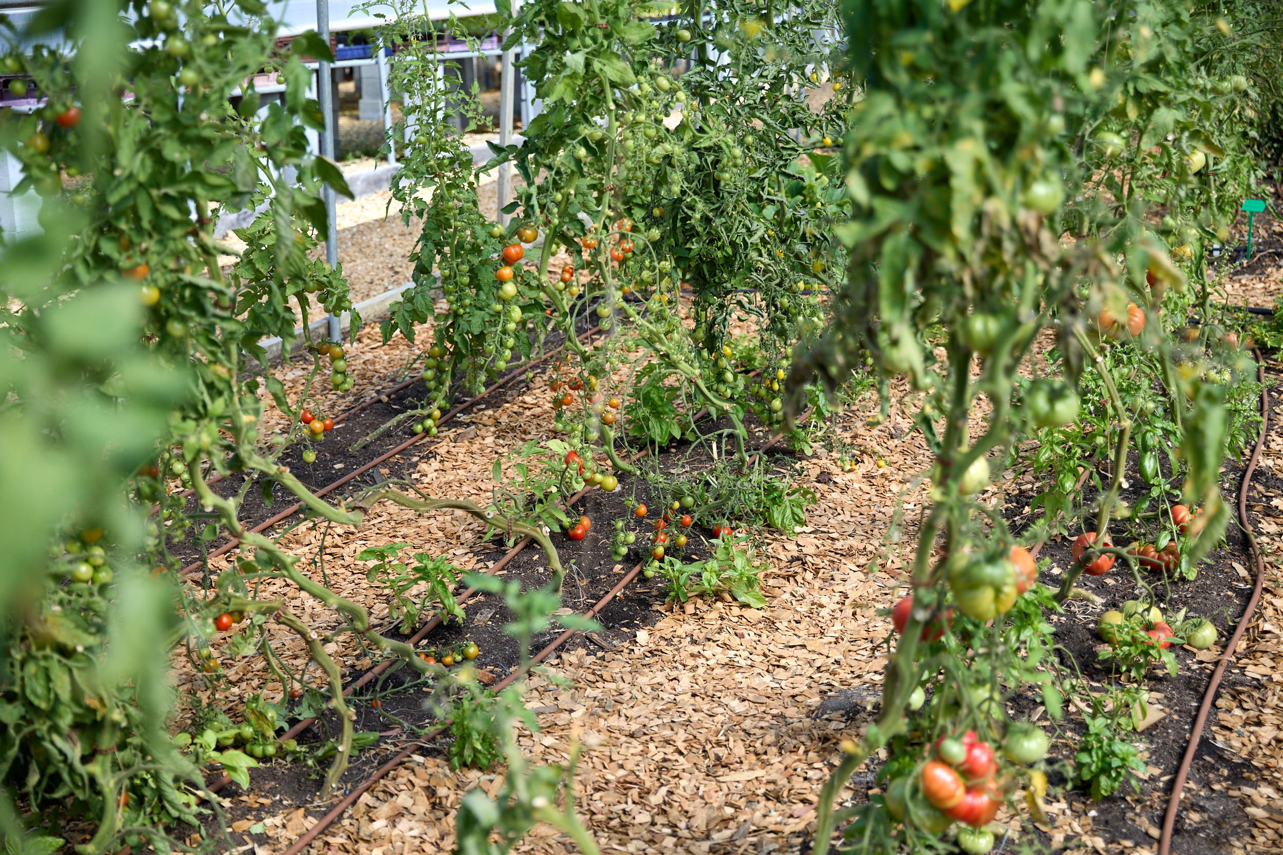Material Institute's site in Bridgewater