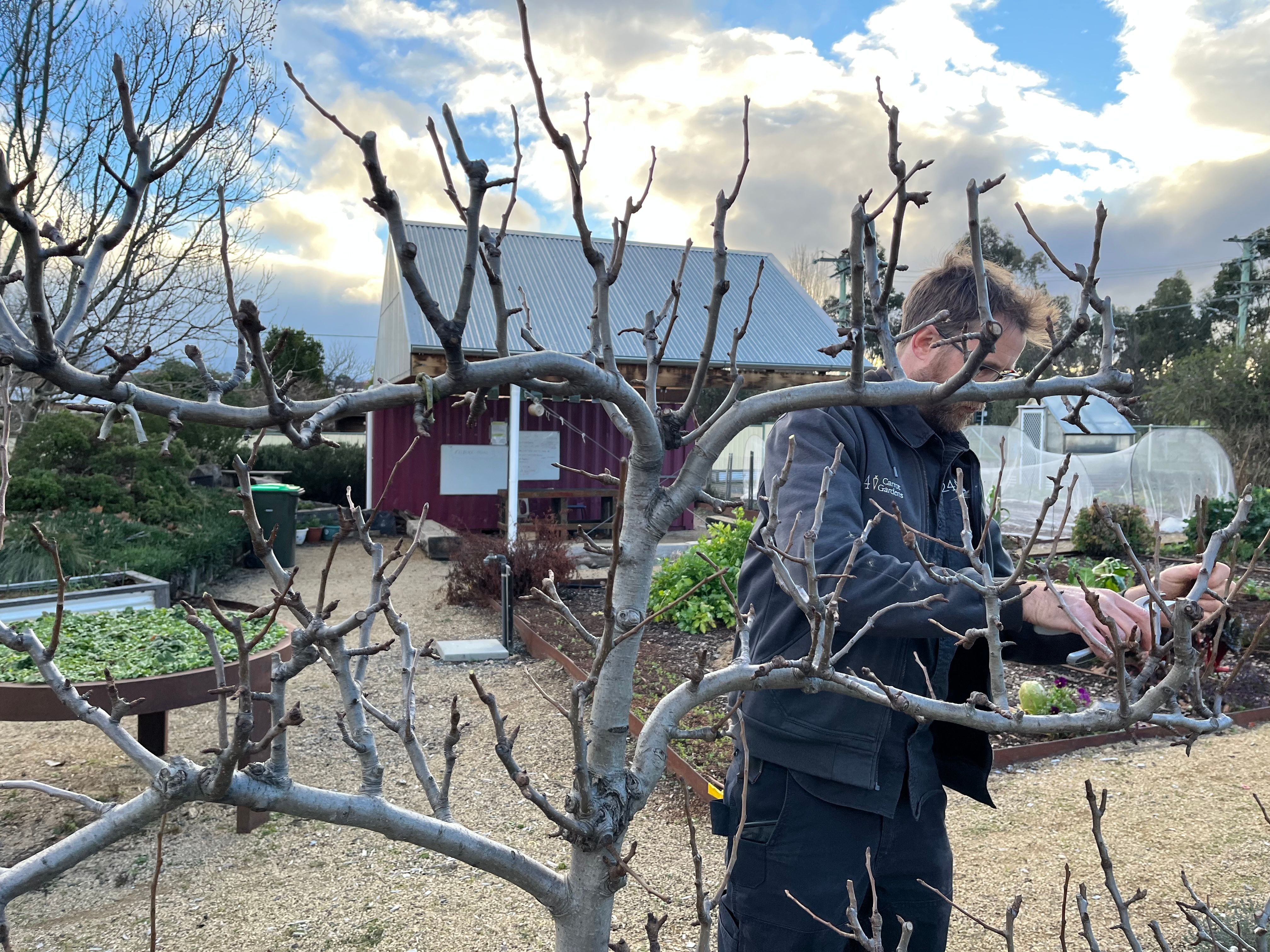 Reuben in the garden pruning trees