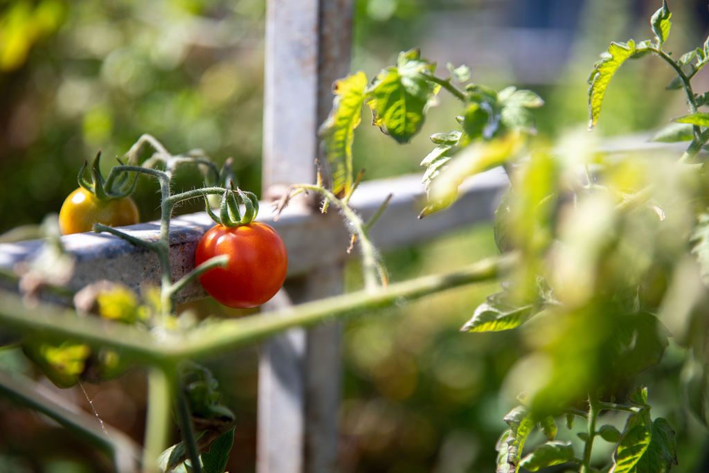 tomato in the garden