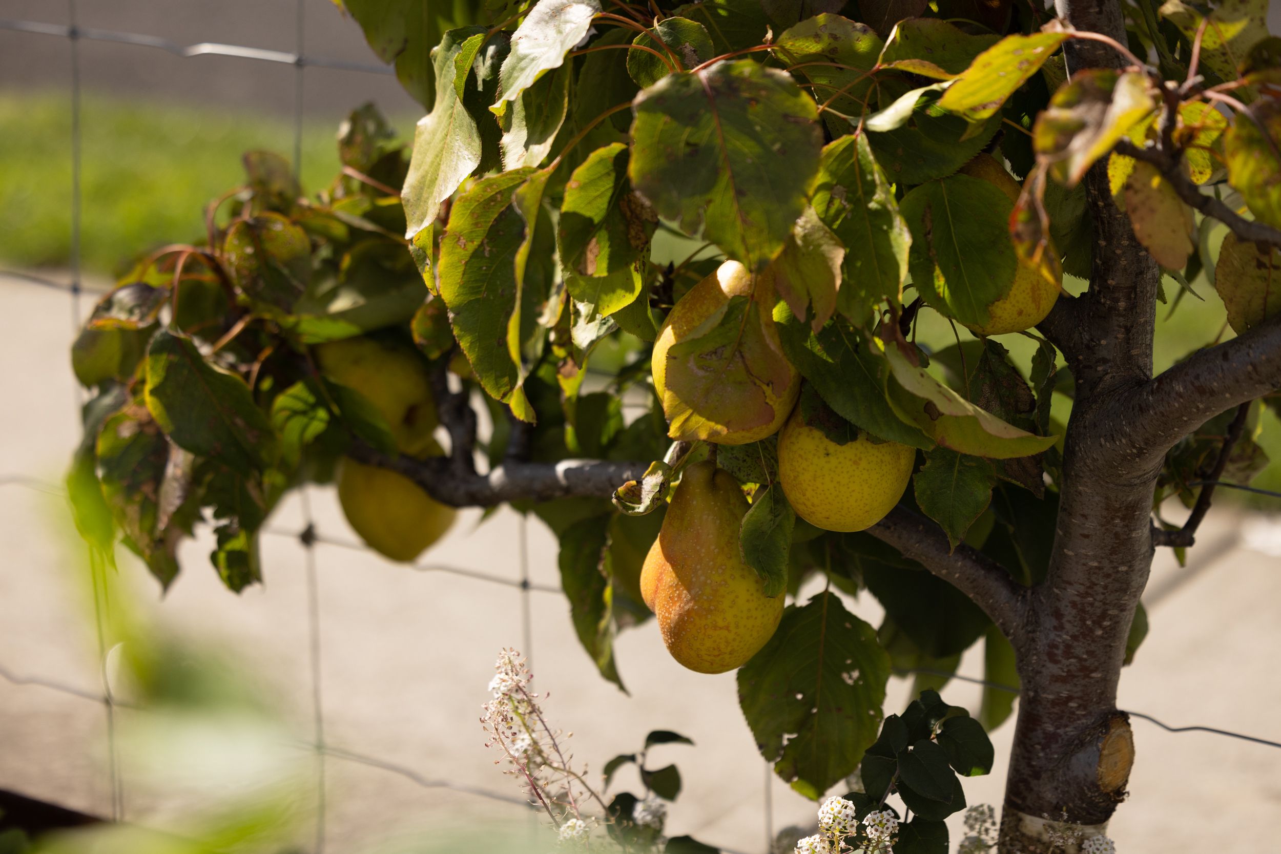 pears on a fruit tree ready for picking