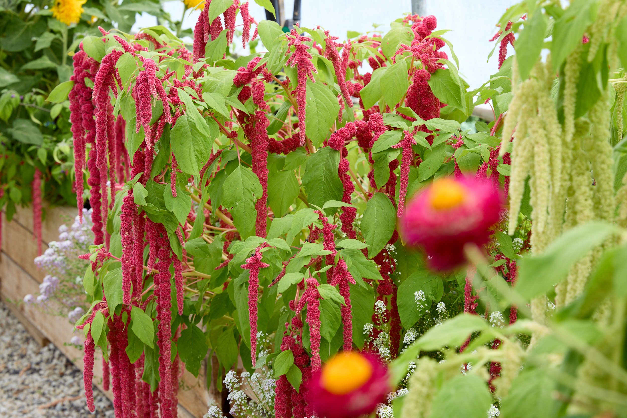 Material Institute's site in Bridgewater
