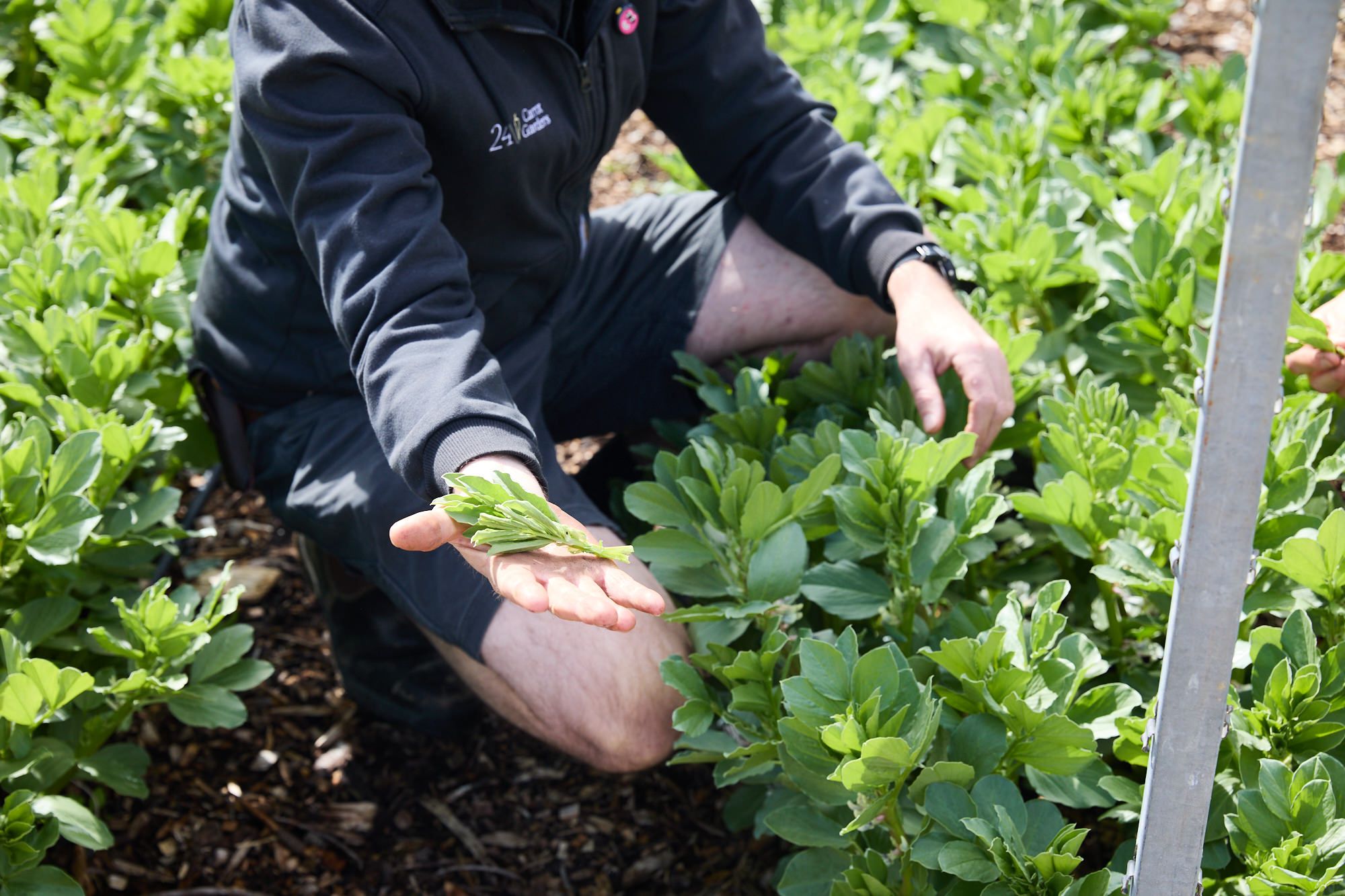 A person in a dark jacket kneels in a lush garden, gently holding green leaves from a plant. The scene conveys a sense of care and growth.