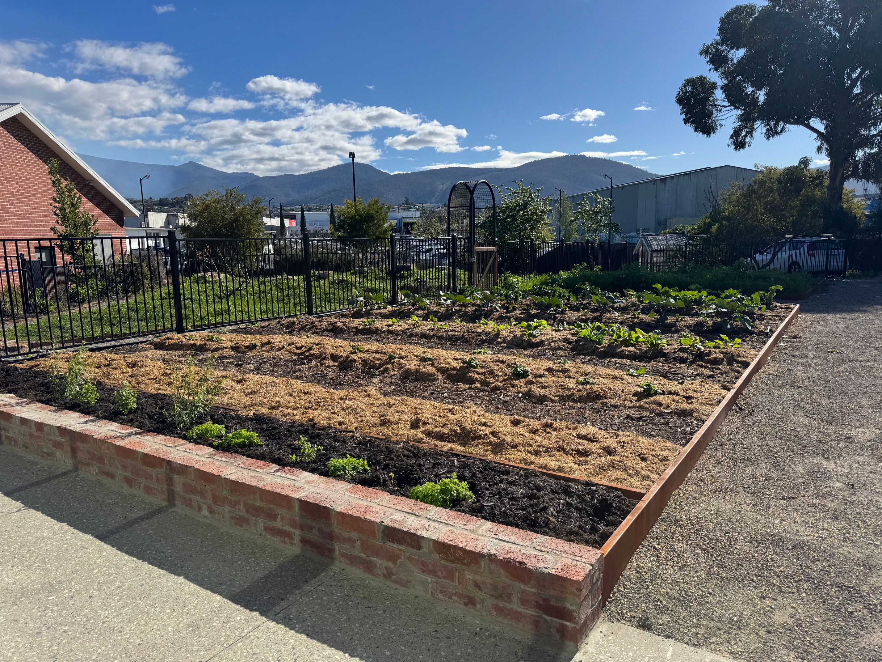 garden growing in