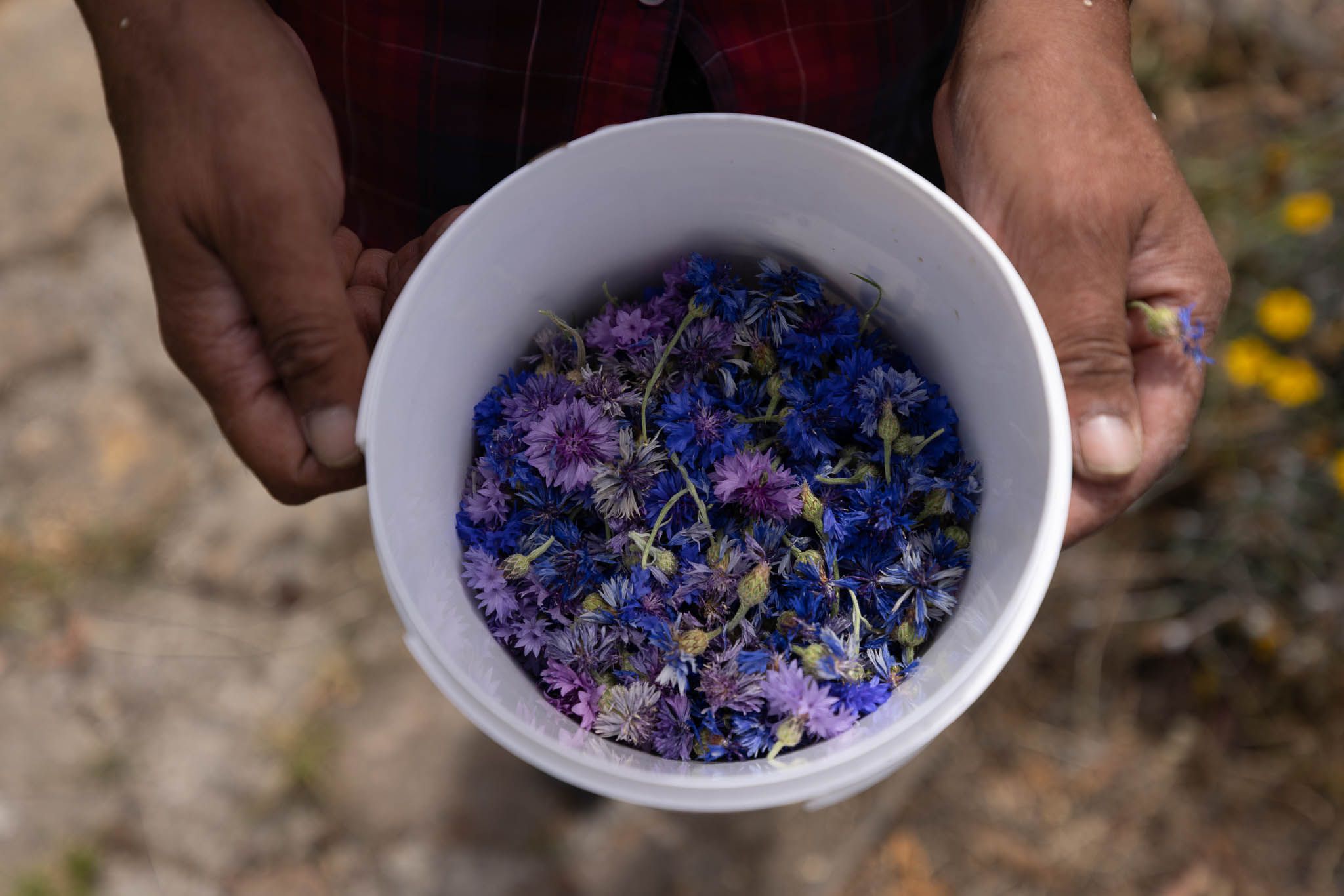flowers in a bucket