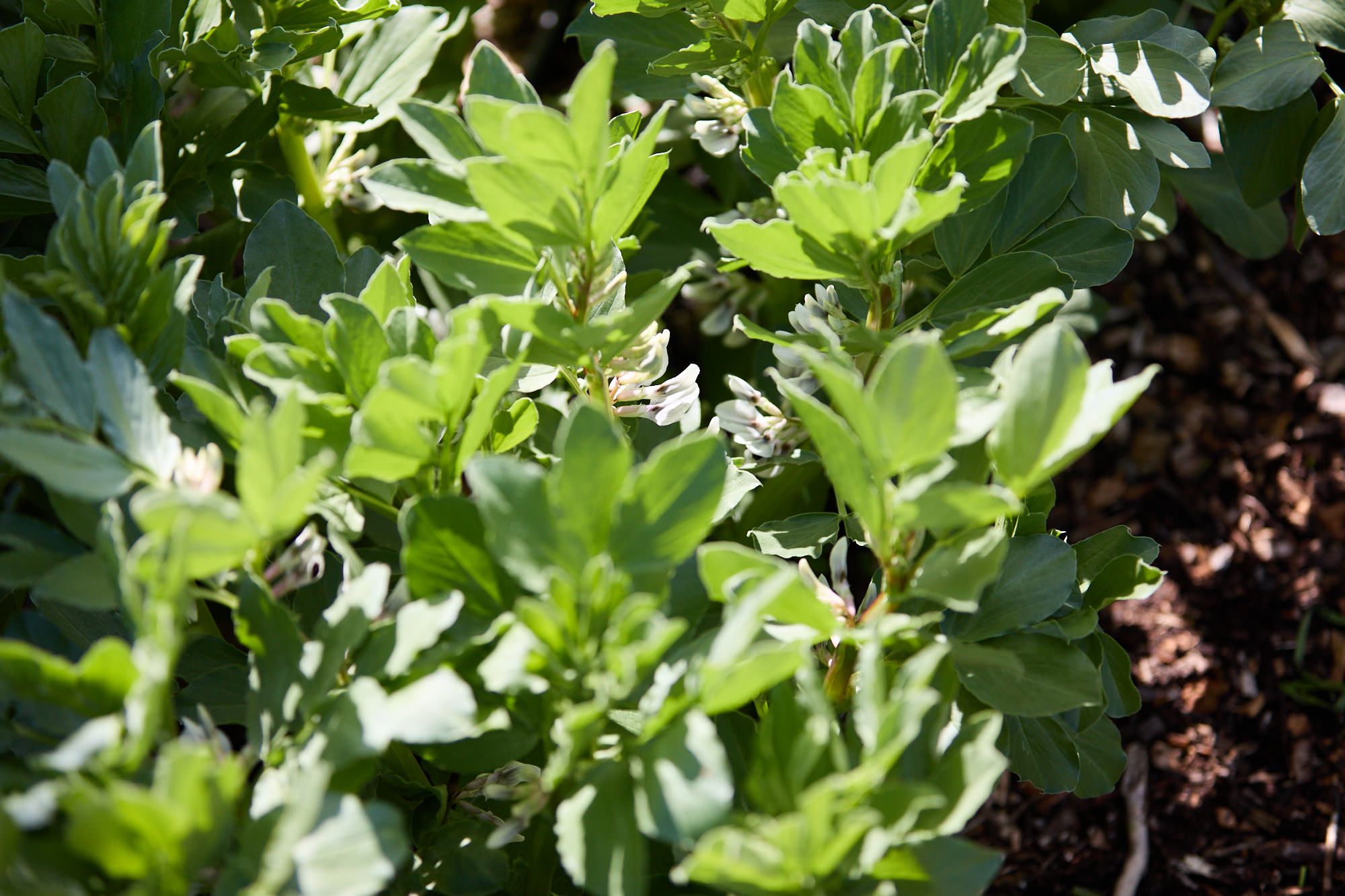 Green fava bean plants with lush leaves and small blossoms grow in a sunlit garden bed. The soil is dark, and the mood is vibrant and fresh.