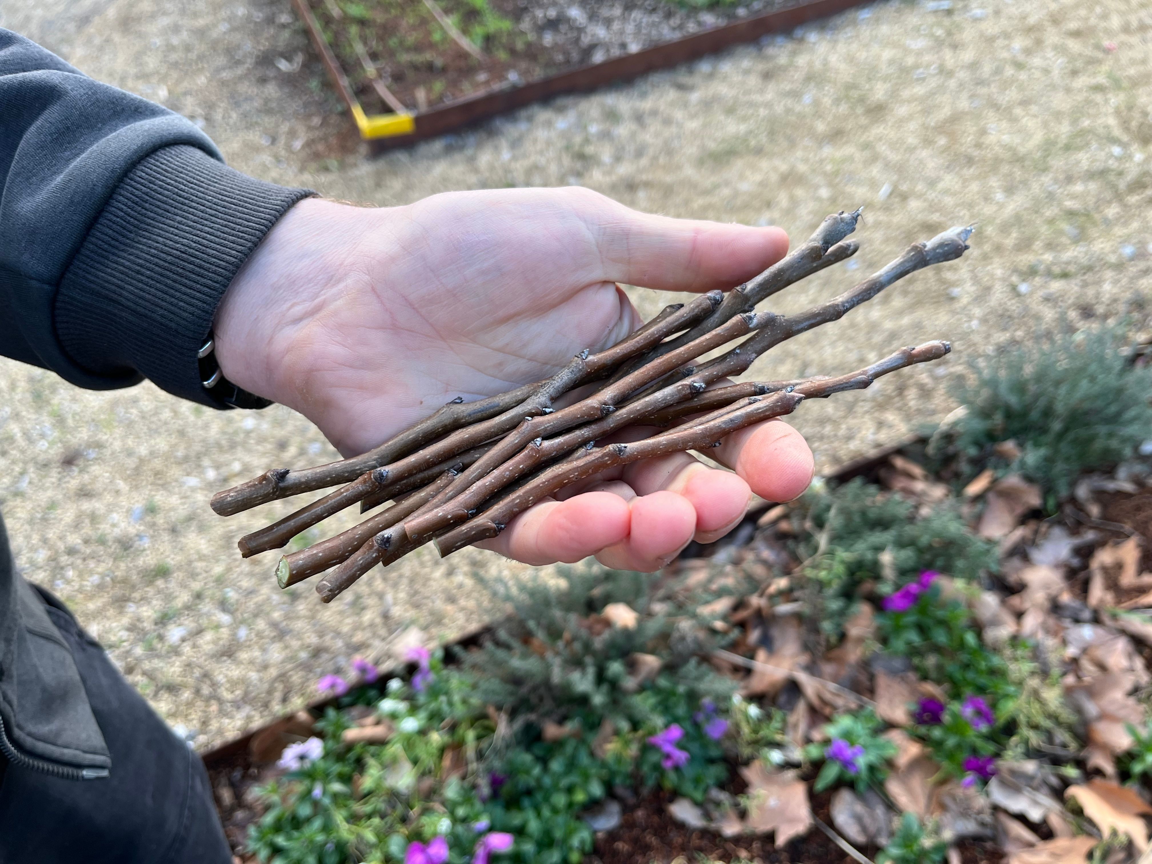 Fruit tree prunings in hand