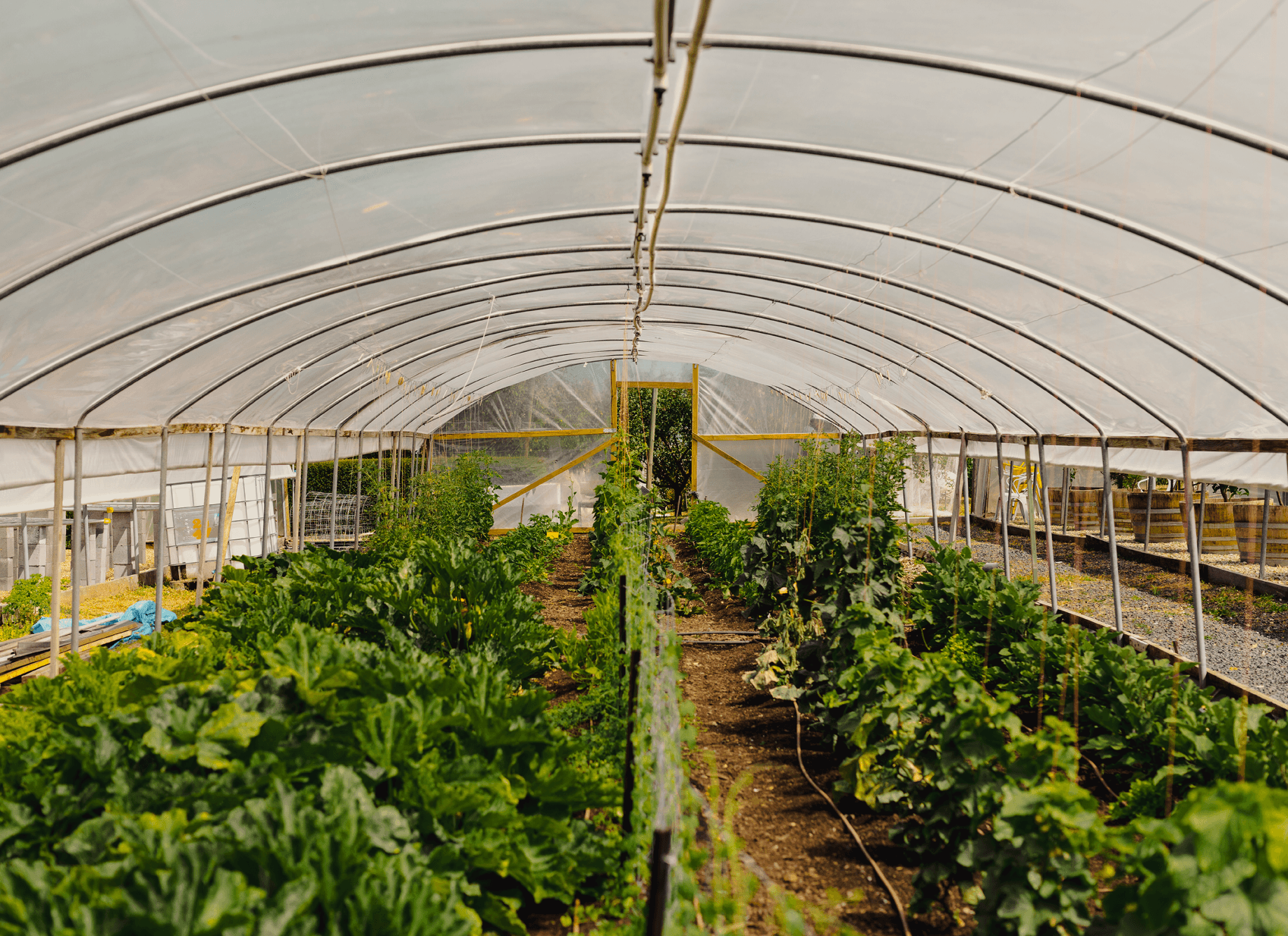 picking veggies