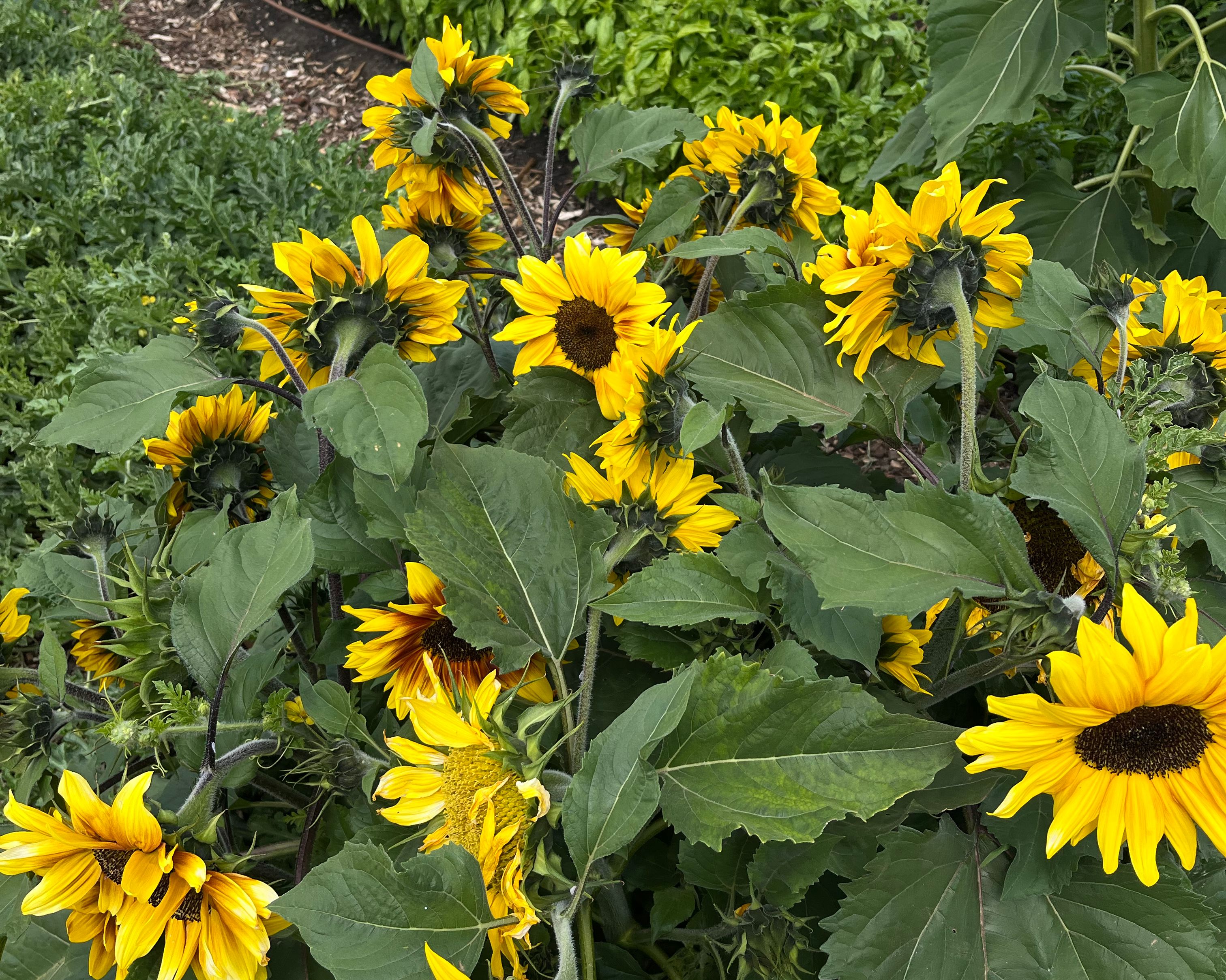 herdsmans cove primary school garden