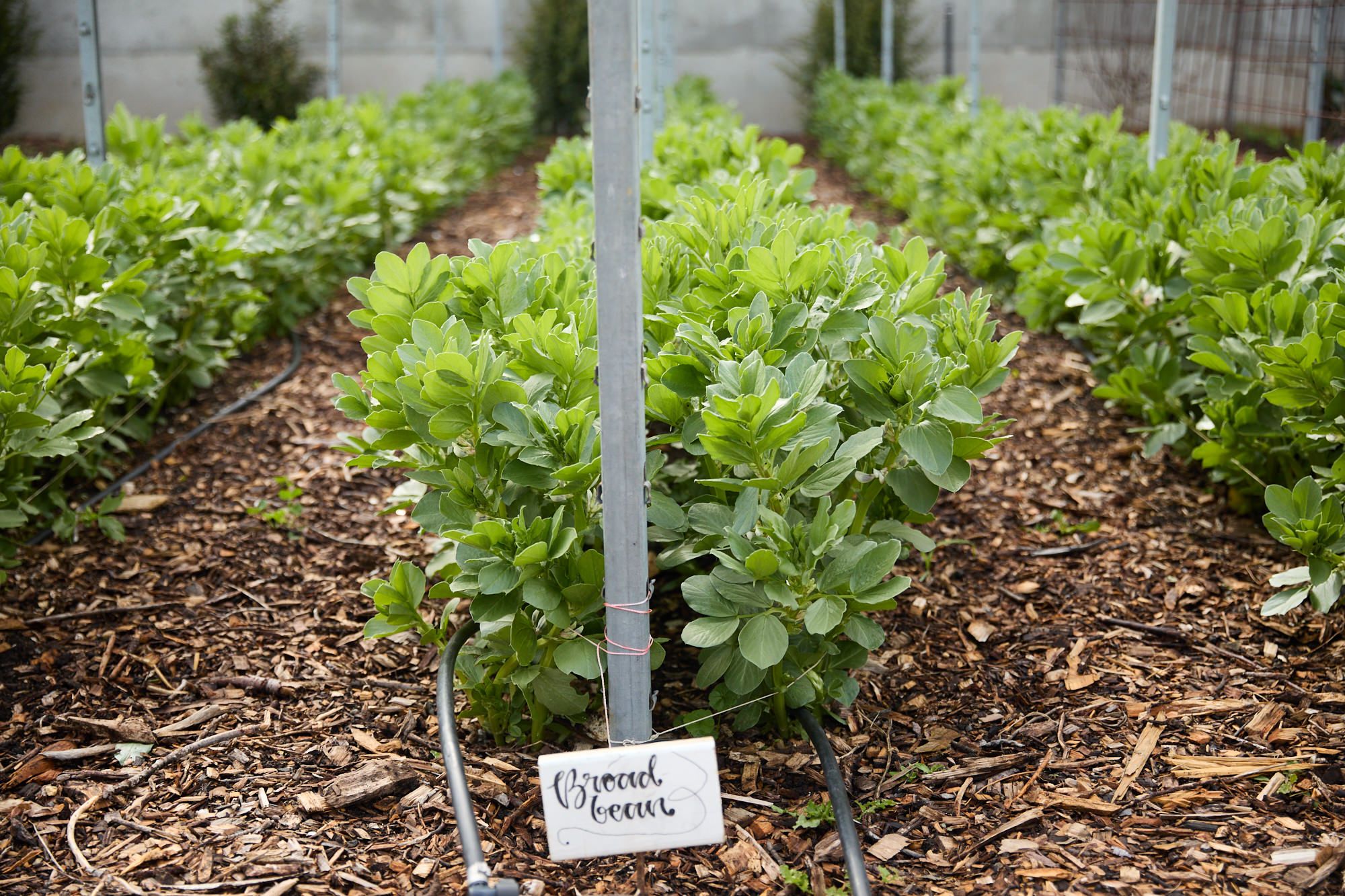 Lush rows of broad bean plants in a garden, supported by metal stakes. A handwritten sign reads "Broad Beans," set against earthy mulch.