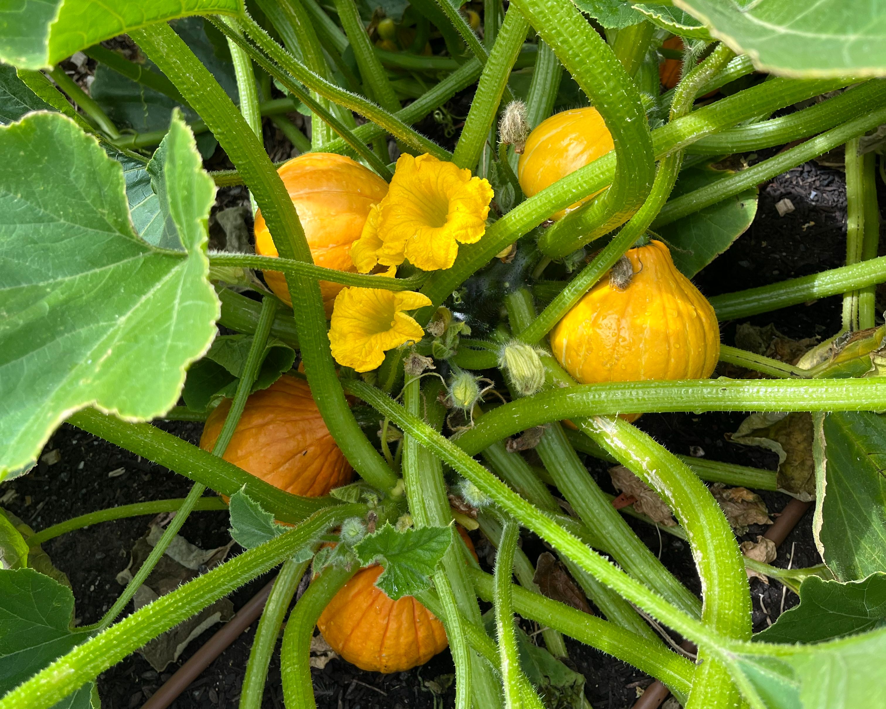 herdsmans cove primary school garden