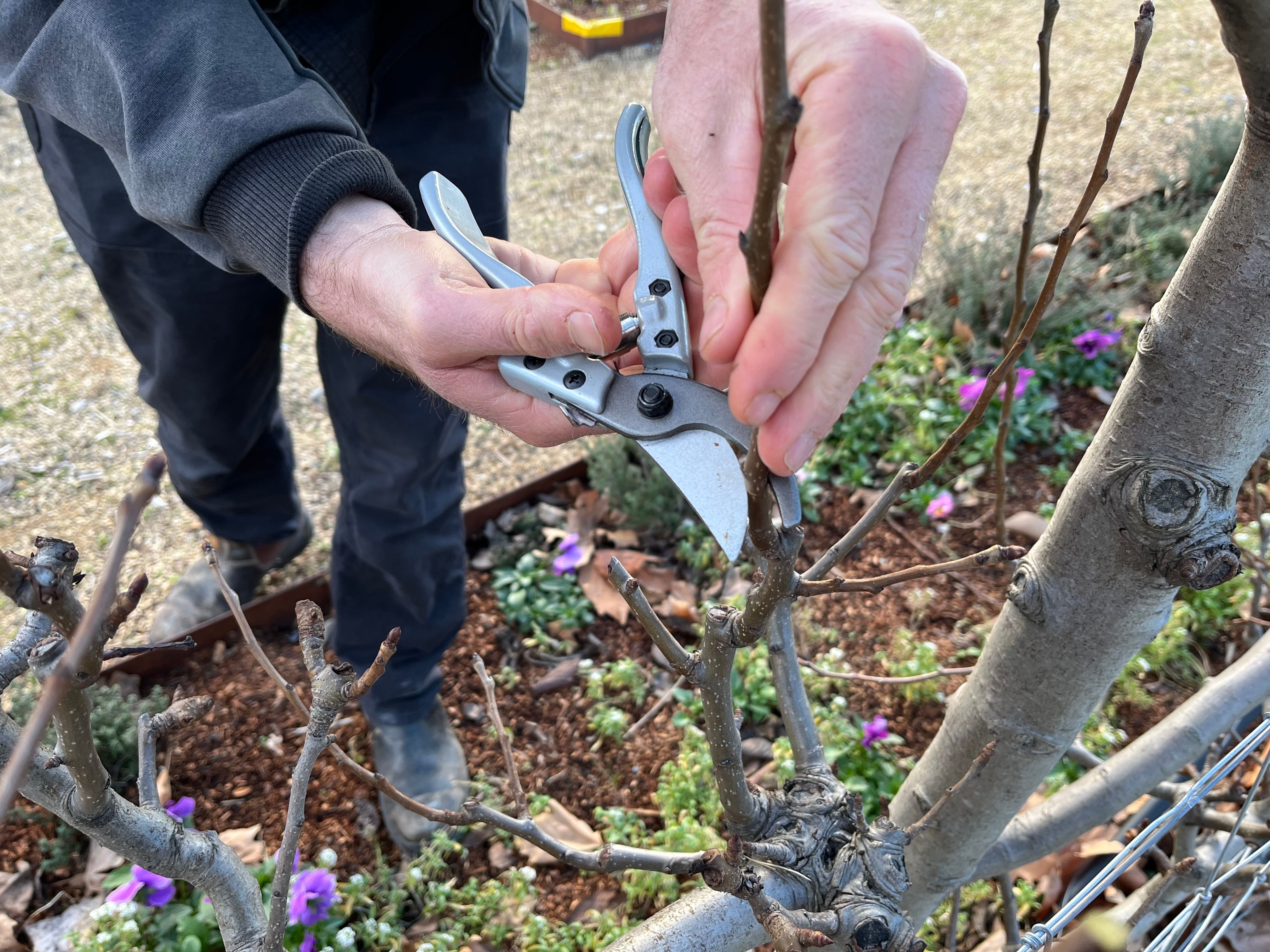 secateurs pruning a fruit tree