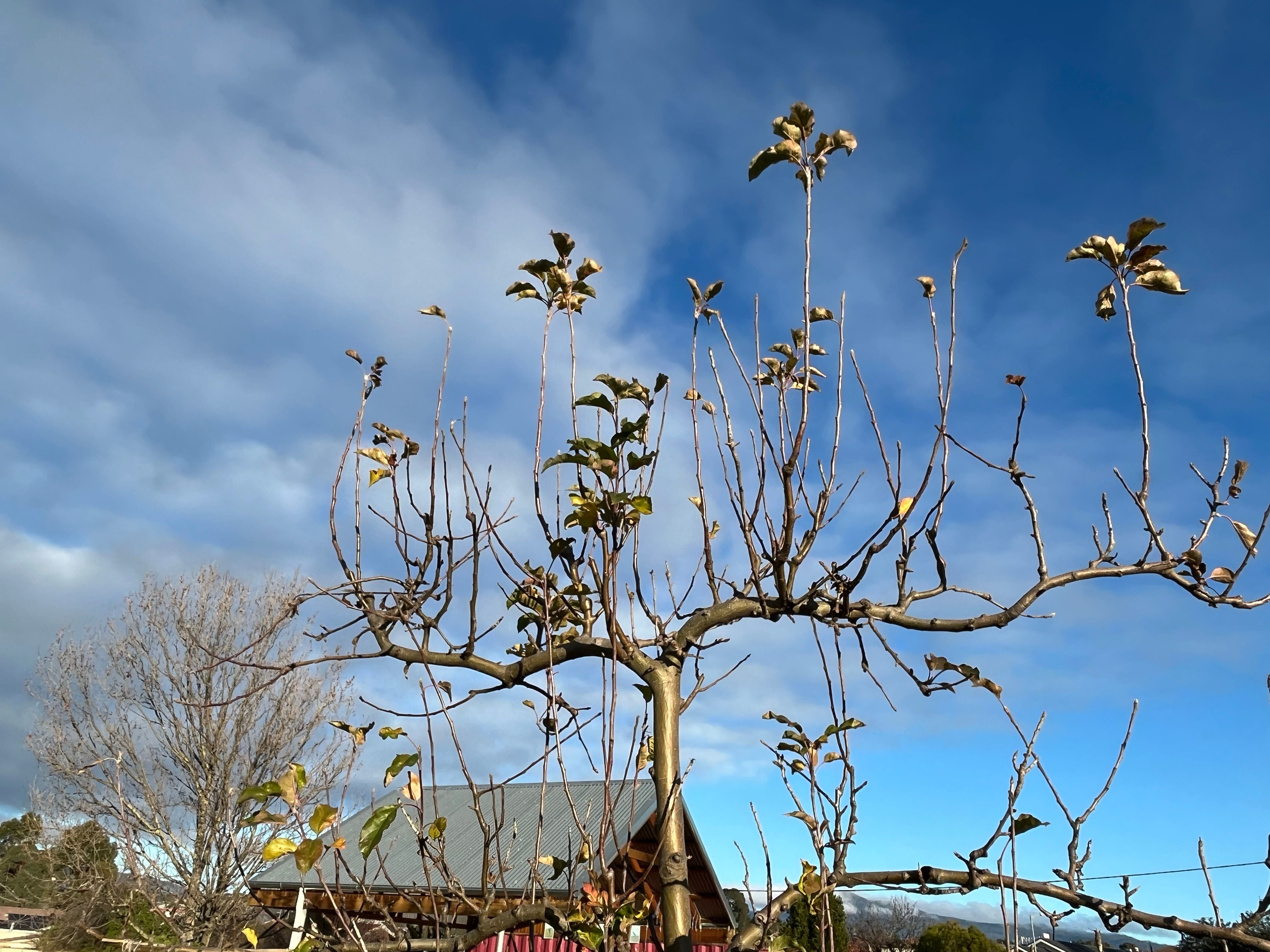 Bare fruit tress ready for pruning