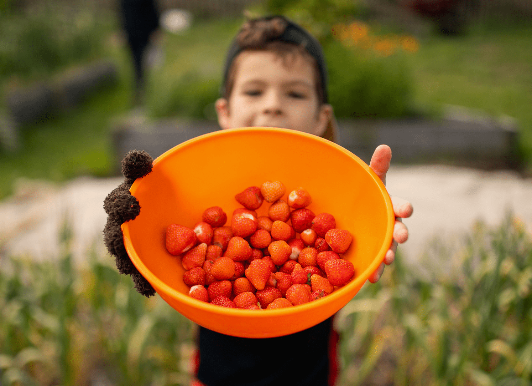 picked berries