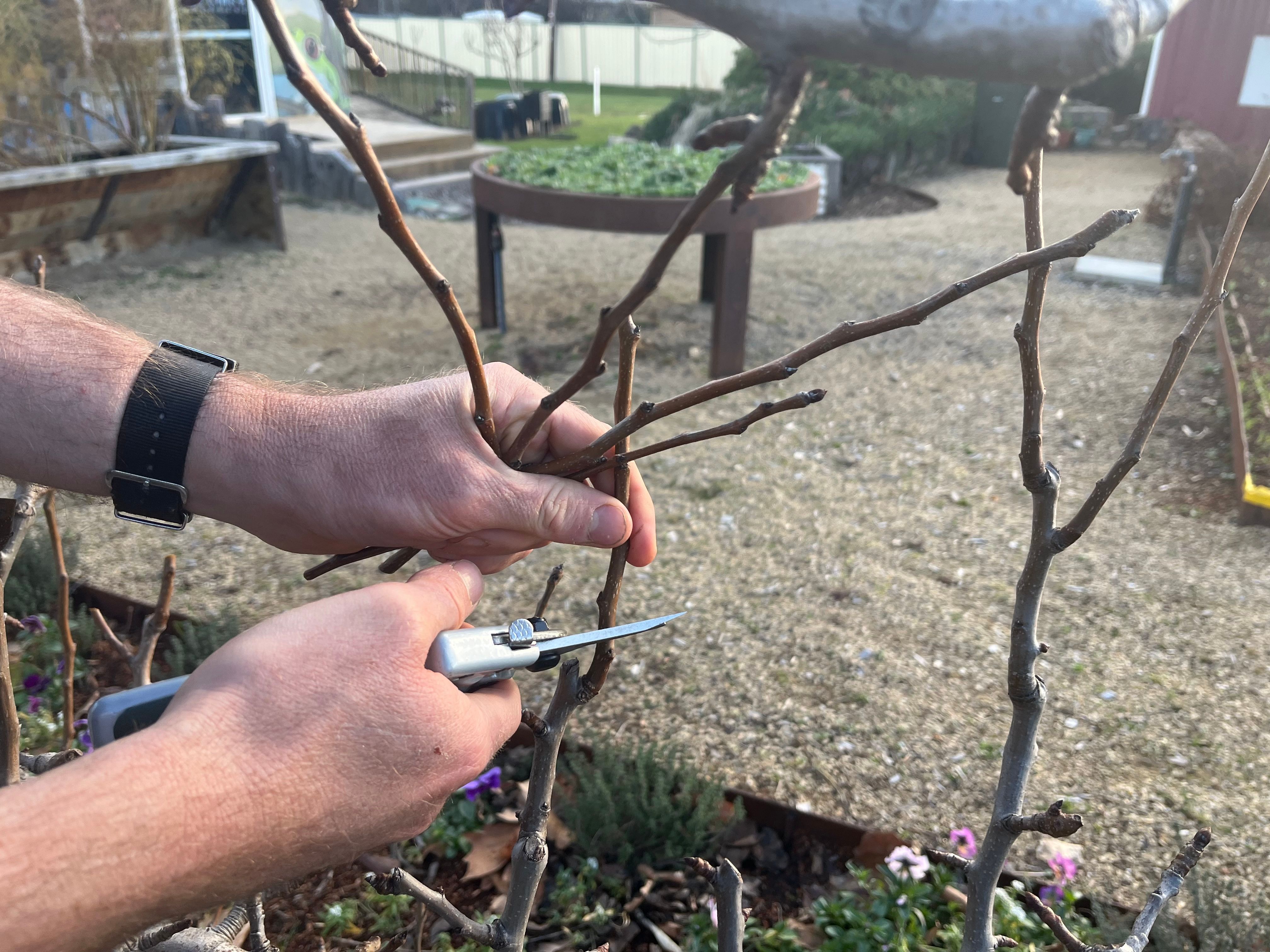 secateurs pruning a fruit tree