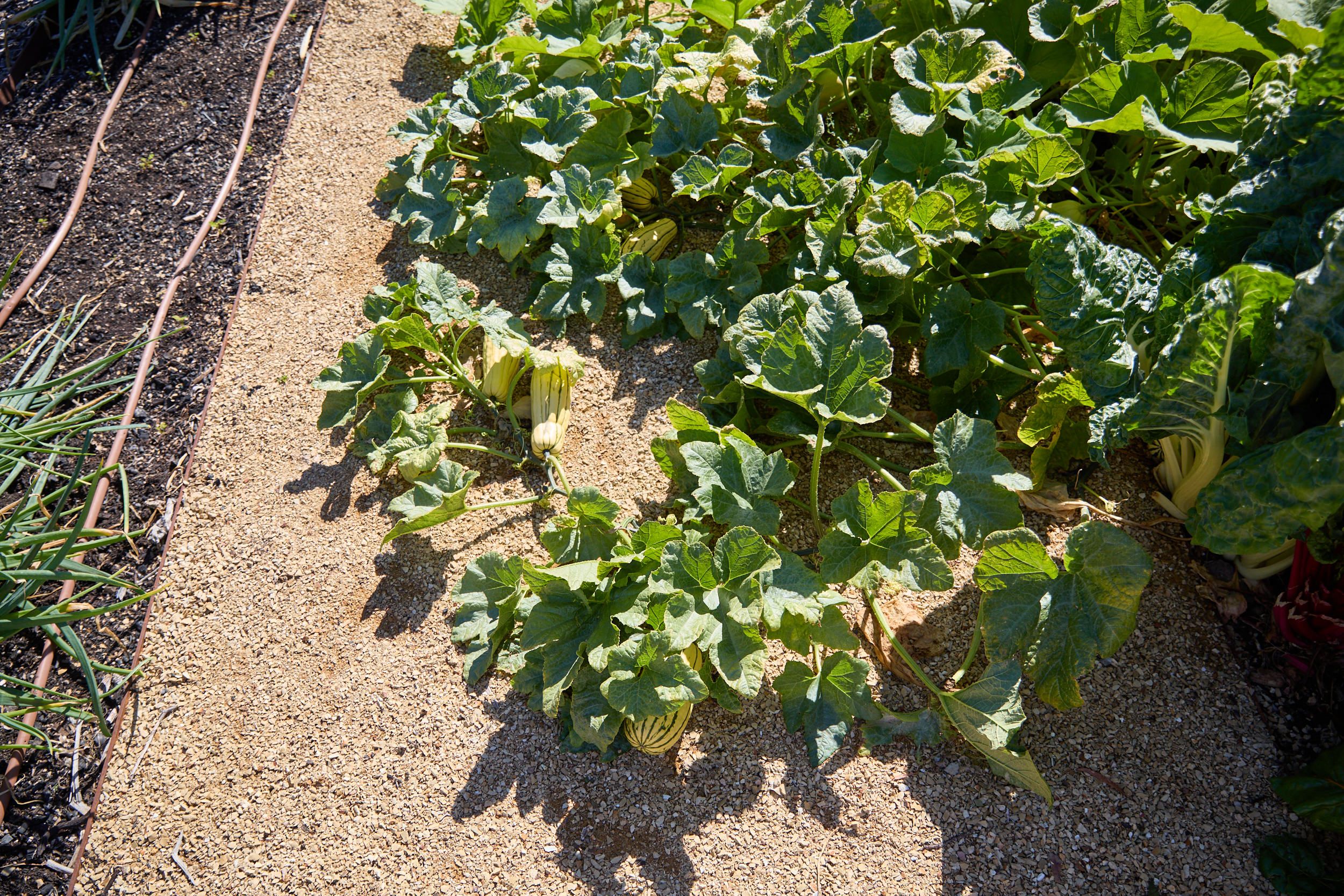 pathway covered in growing vegetables