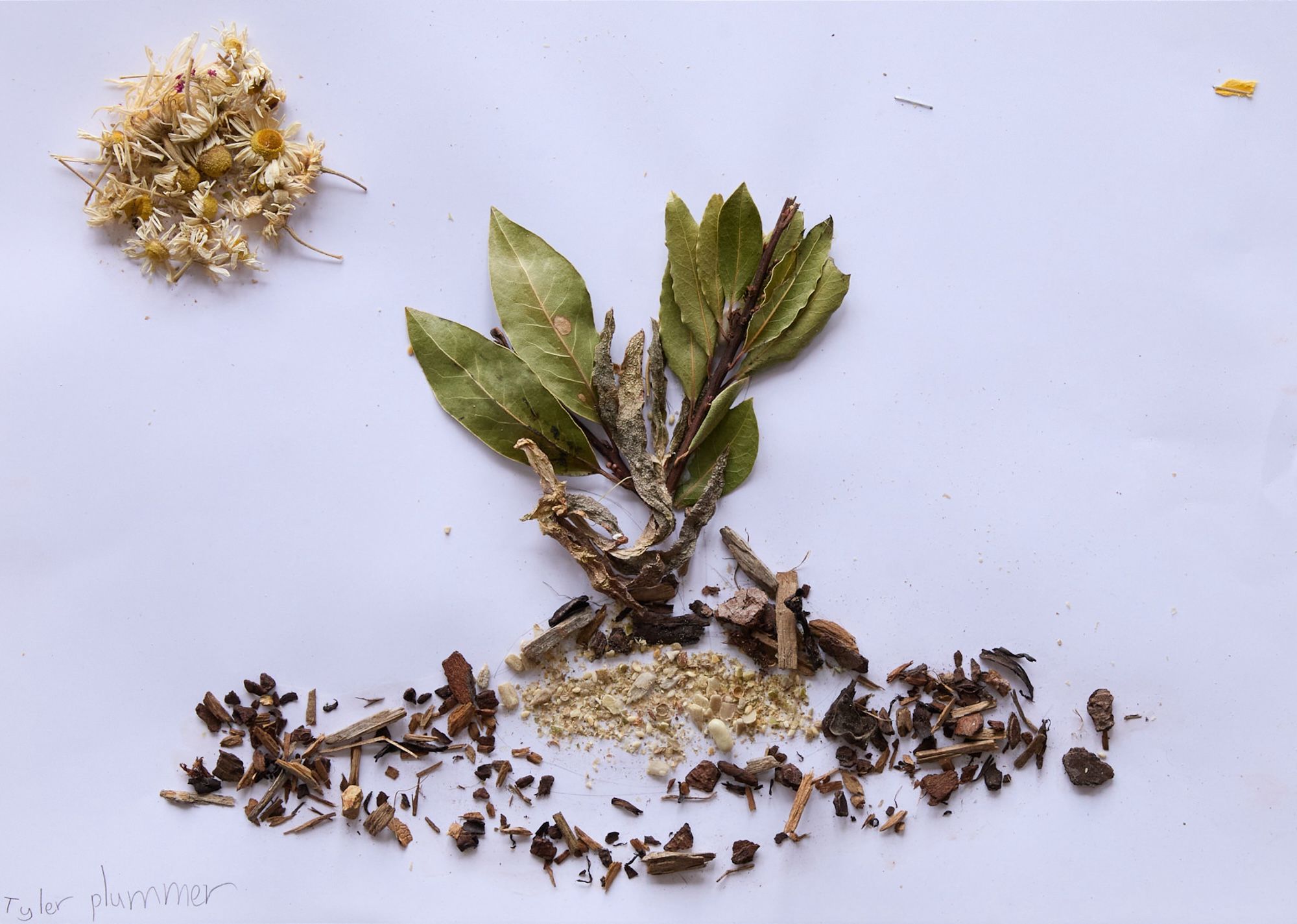 An arrangement of dried spices and leaves resembles a tree on a white background. Flower buds form the sun in the top left, with bark and seeds as the ground.
