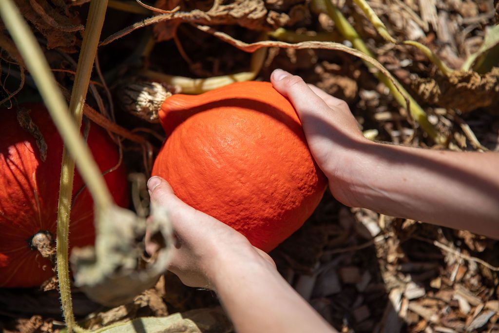 pumpkin in hands being harvested