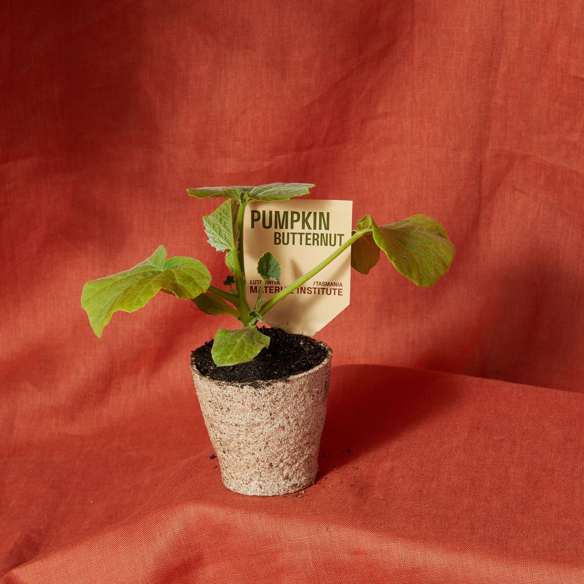 MI seedling for sale
