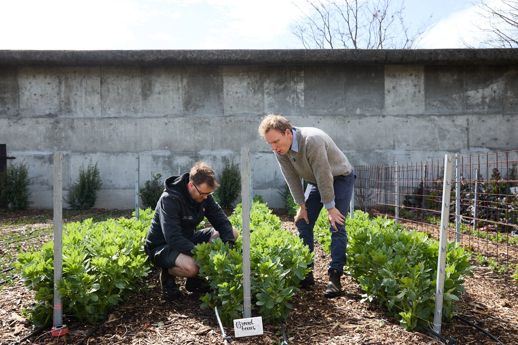 Two men examine lush green plants in a garden against a concrete wall, conveying focus and collaboration. A sign reads "Broad Beans." Cloudy sky above.