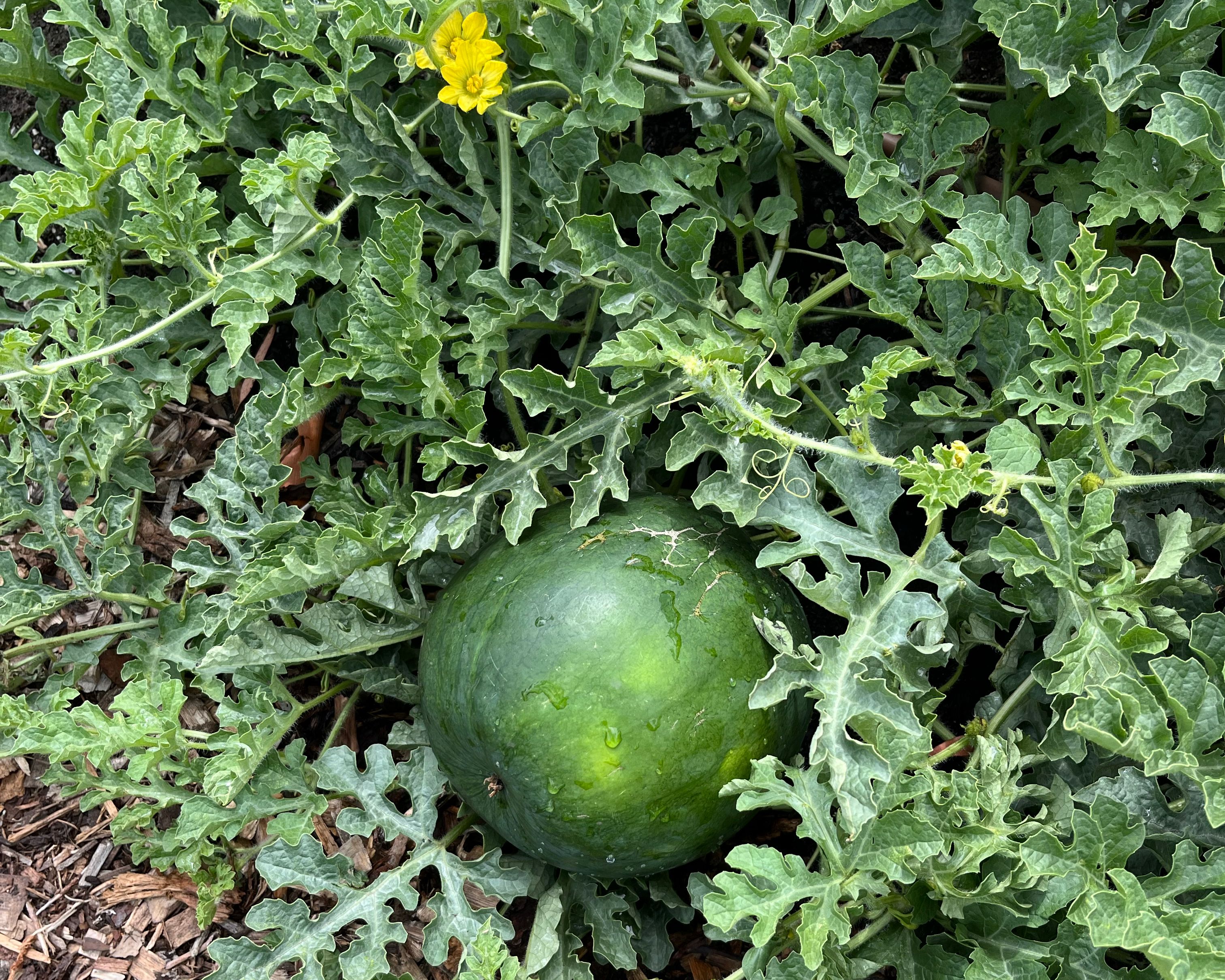 herdsmans cove primary school garden